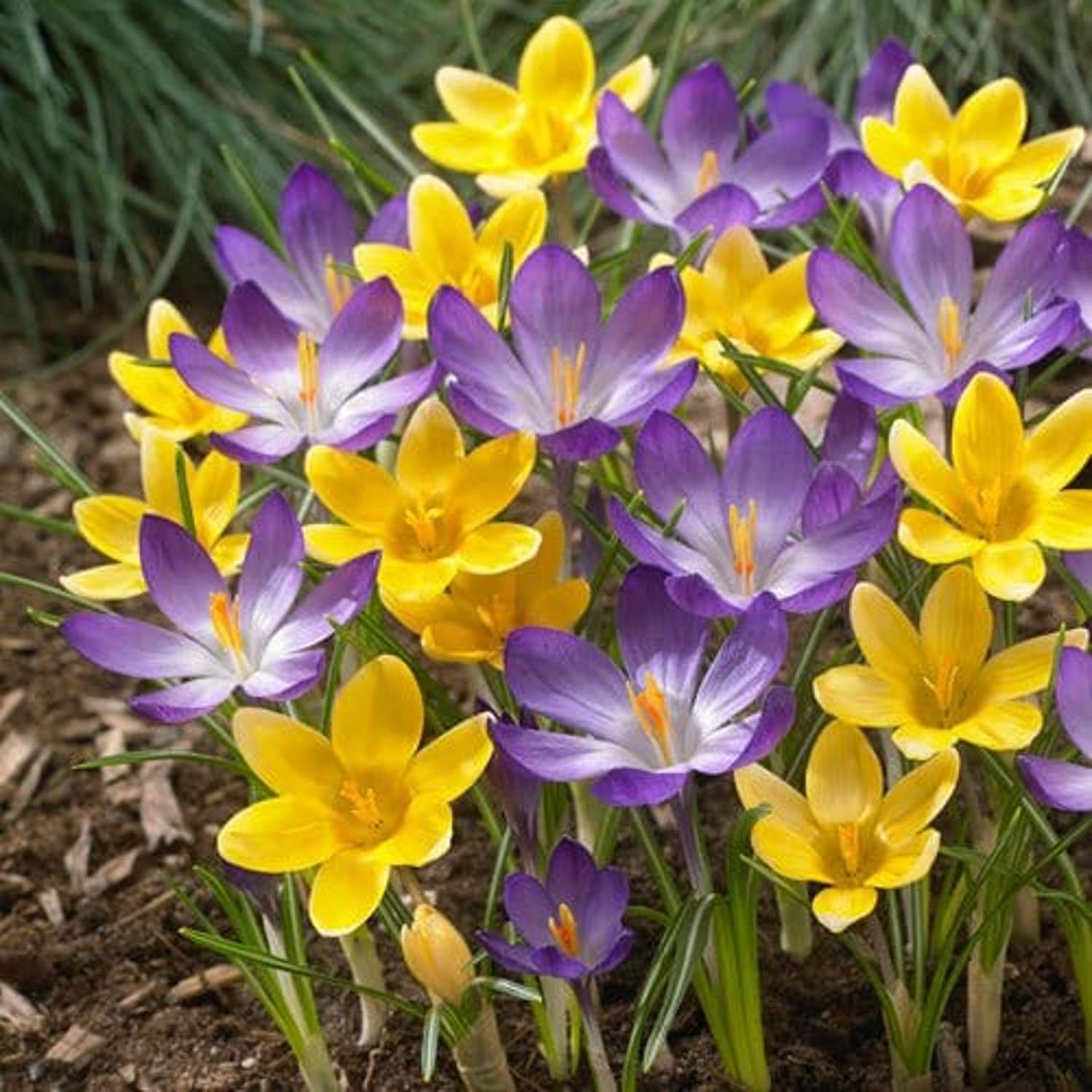 Krookussekoitus 'William'